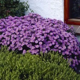 Aster dumosus Prof.Anton Kippenberg 9 cm