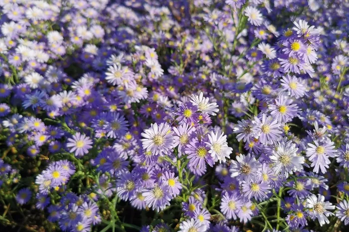 Aster ericoides ‚Blue Wonder‘ (Myrtenaster)