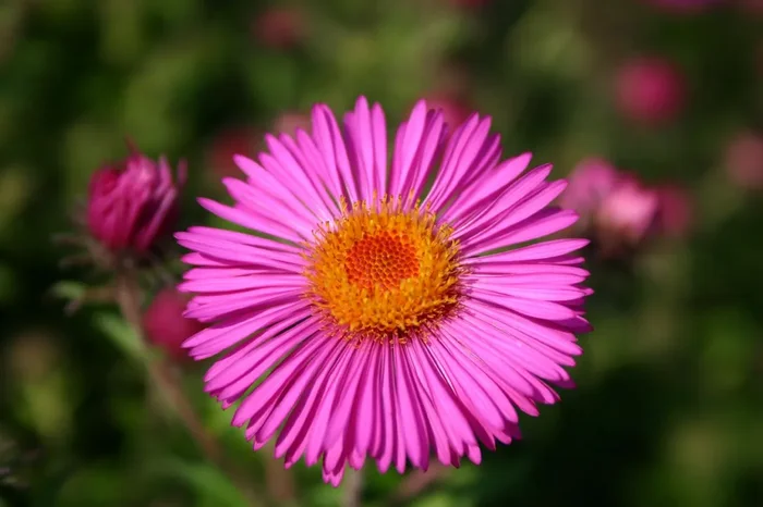 Aster novae-angliae ‚Andenken an Paul Gerber‘ (Raublatt-Aster)