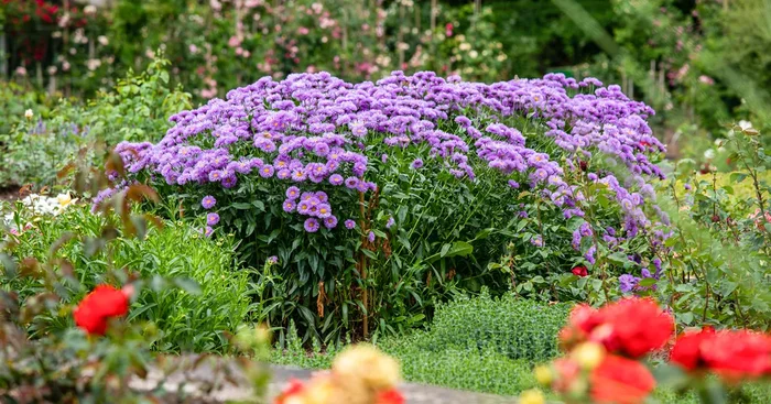 Aster novae-angliae ‚Barr’s Blue‘