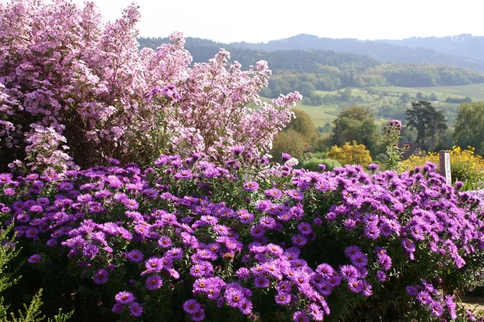Aster novae-angliae ‚Purple Dome‘ (Raublatt-Aster)
