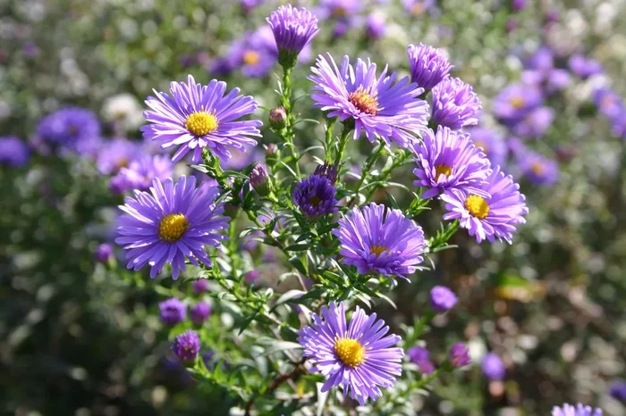 Aster novi-belgii ‚Dauerblau‘ (Glattblatt-Aster)