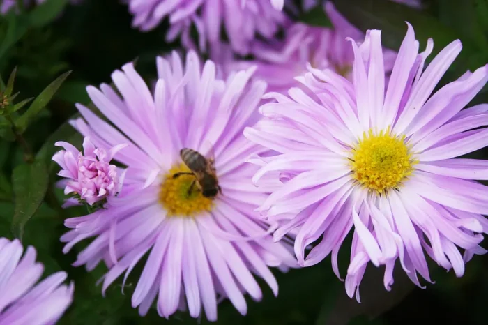 Aster novi-belgii ‚Fellowship‘ (Glattblatt-Aster)
