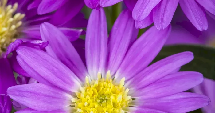 Aster novi-belgii