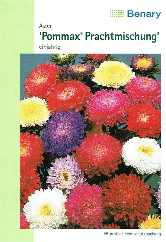 Aster Pommax Prachtmischung [MHD 12/2025]