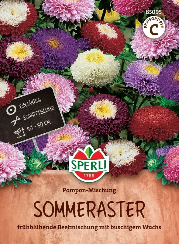 Aster Pompon Mischung