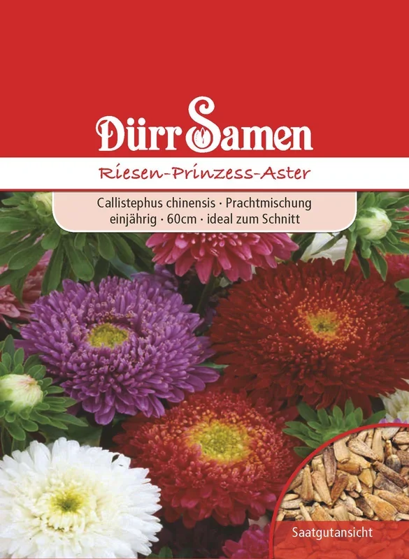 Aster Riesen Prinzess