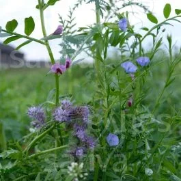 Astera – Gründüngung