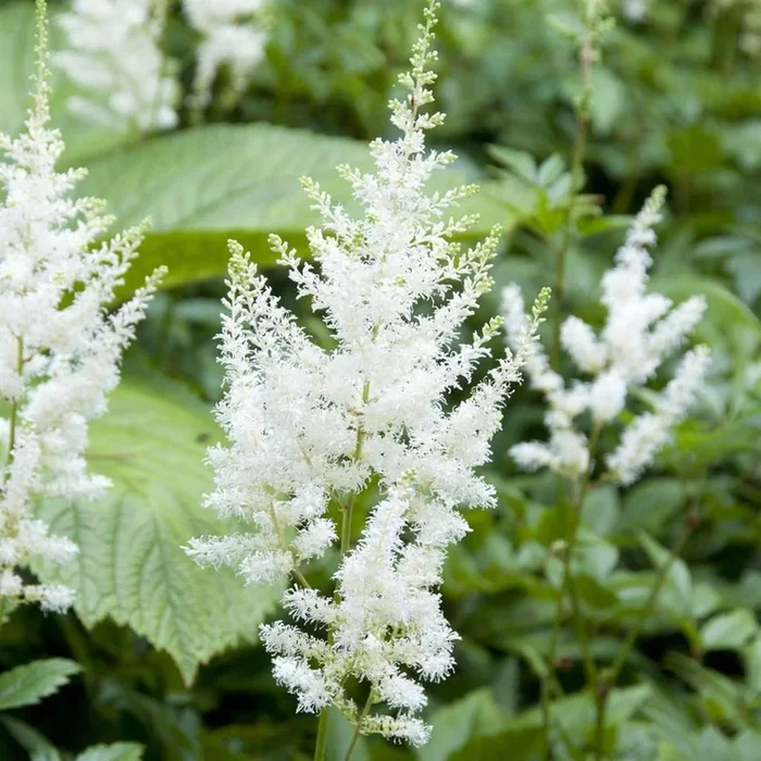 Astilbe – Prachtspiere