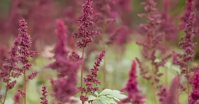 Astilbe x arendsii ‚Glut‘