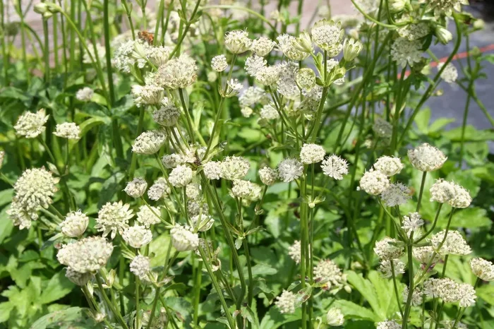 Astrantia major ‚Snow Star‘ (Sterndolde)