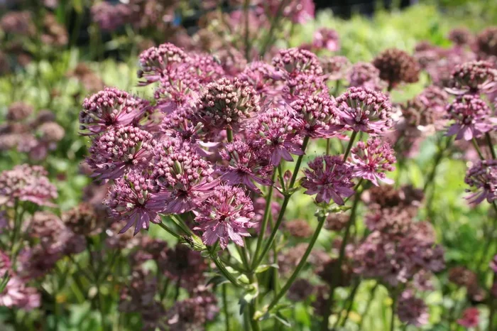 Astrantia major ‚Star of Beauty‘ (Sterndolde)