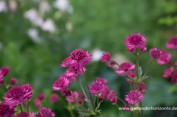 Astrantia major ‚Venice‘ -R-
