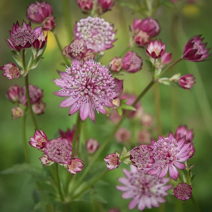 Astrantia major