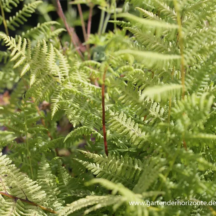 Athyrium filix-femina ‚Lady in Red‘