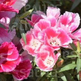 Atlasblume ‚Azaleenschau‘ – Einjährige Blume
