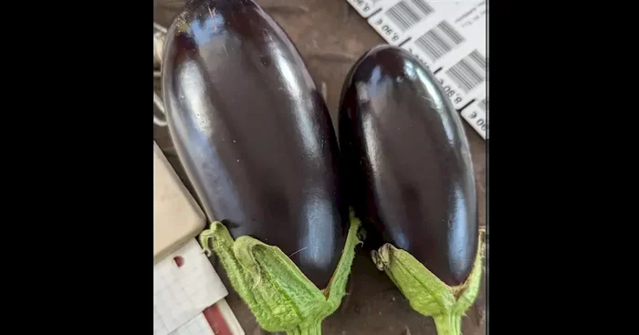 Aubergine