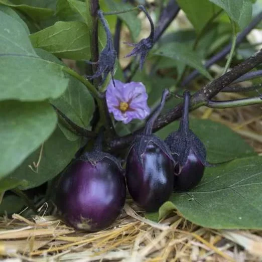 AubergineBambino