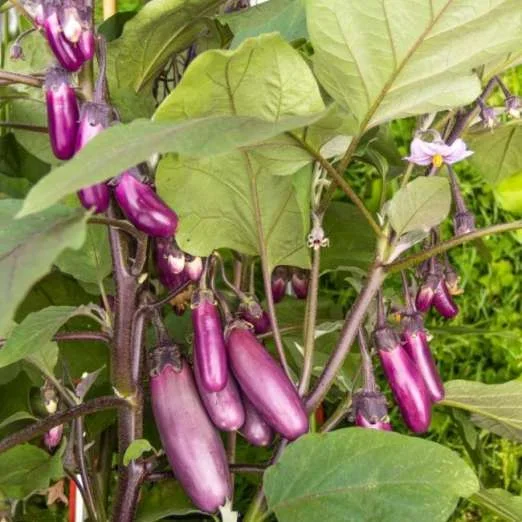 AubergineSlim Jim
