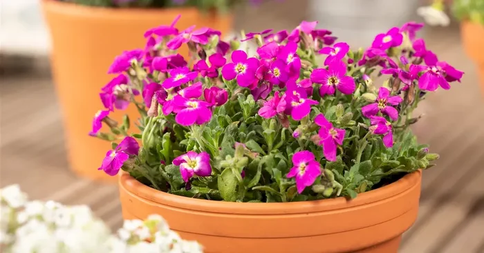 Aubretia hybrida Audrey Red