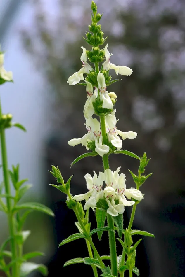 Aufrechter Ziest, Stachys recta