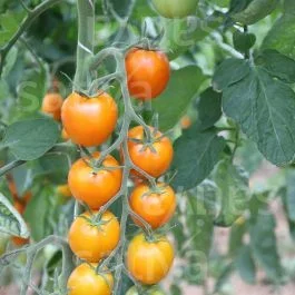 Auriga – Tomate