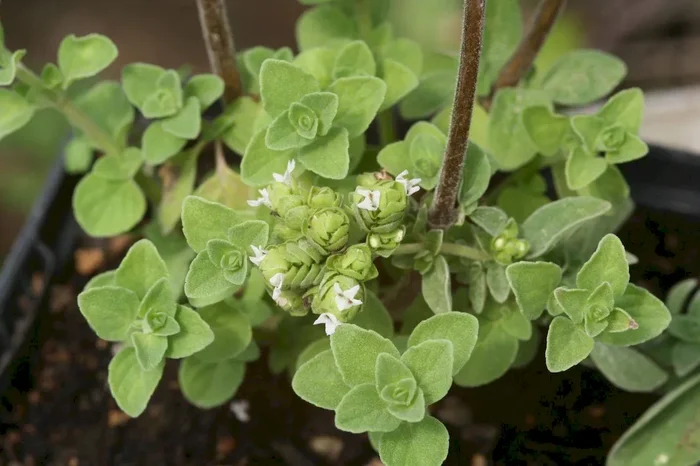 Ausdauernder Majoran, Origanum x majoricum