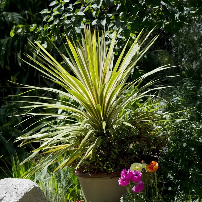 Australische Keulenlilie Torbay Dazzler®