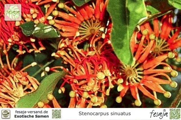 Australischer Feuerradbaum, Stenocarpus sinuatus