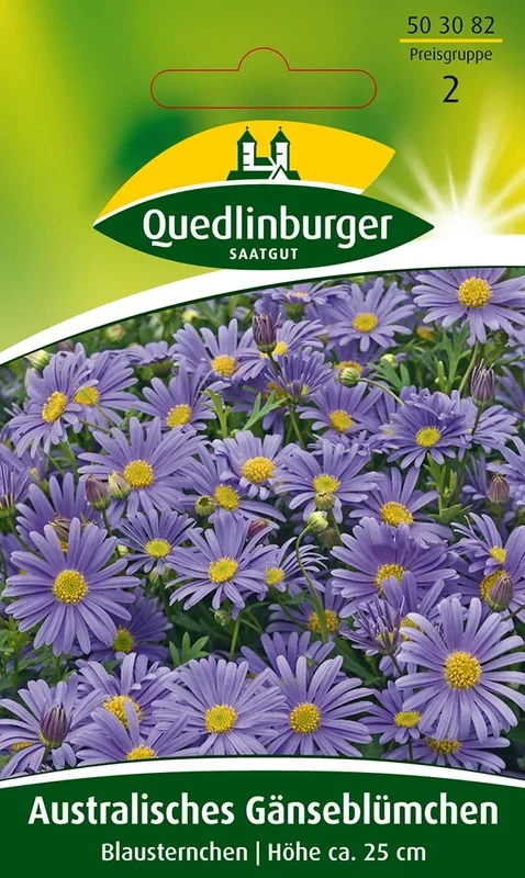 Australisches Gänseblümchen Blausternchen