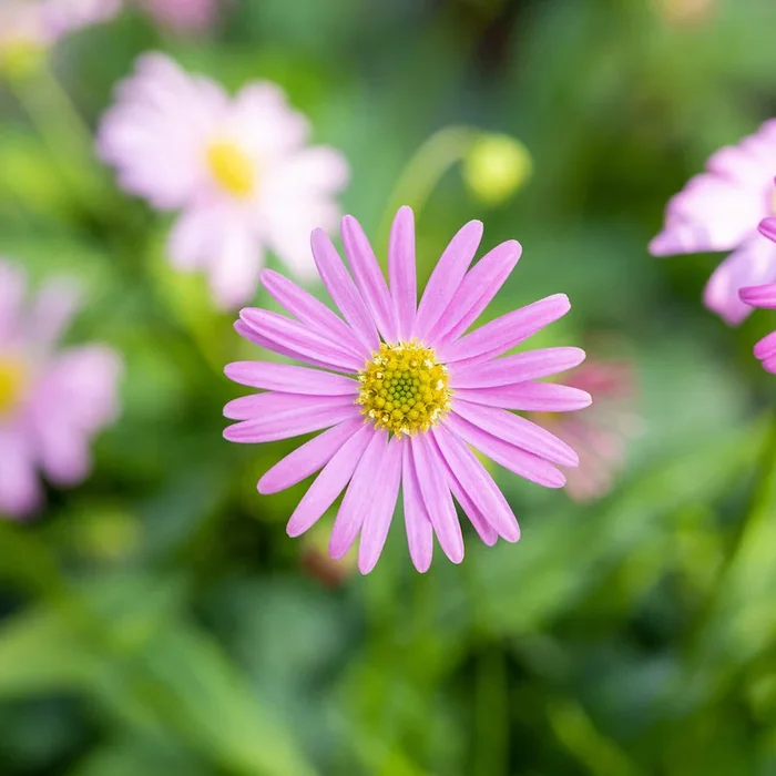 Australisches Gänseblümchen