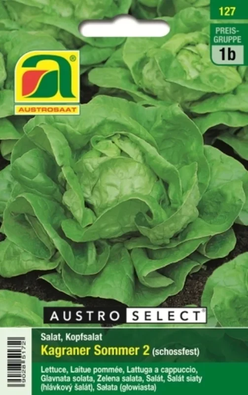 AUSTROSAAT Kopfsalat Kagraner Sommer 2