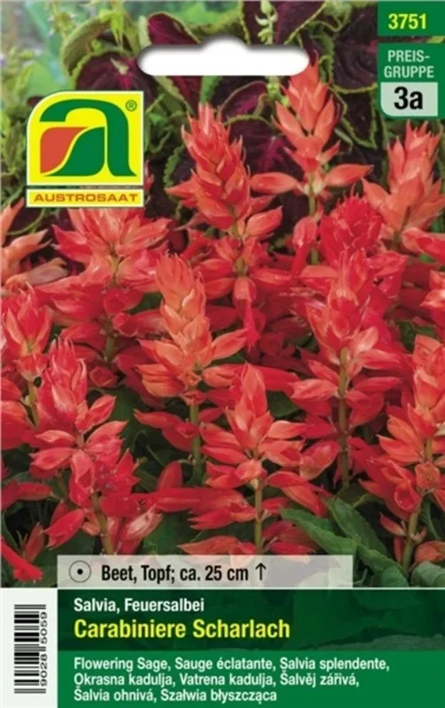 AUSTROSAAT Salvia „Scharlach Carabinere“ Mischung