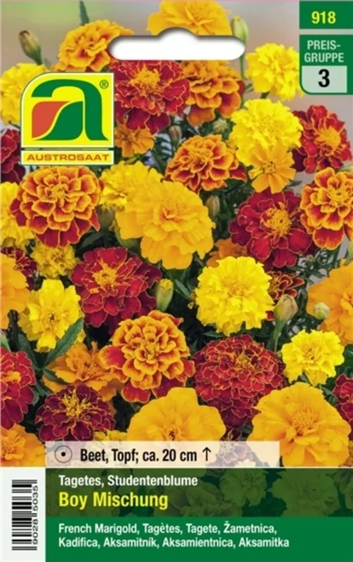 AUSTROSAAT Tagetes „Boy“ Mischung