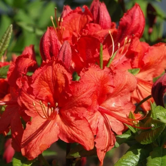 Azalea Flower Plant (Red)