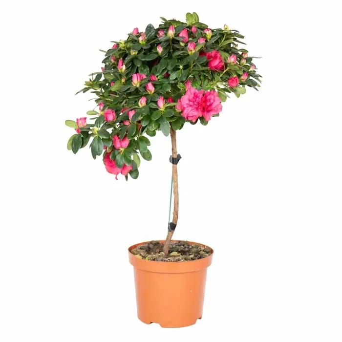 Azálea Rosa