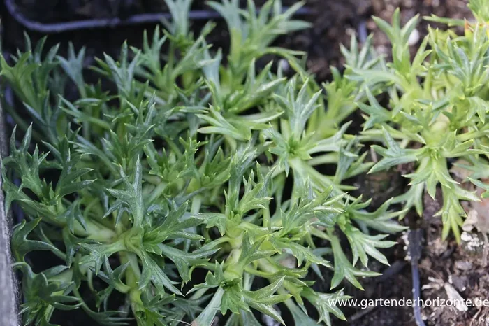 Azorella trifurcata