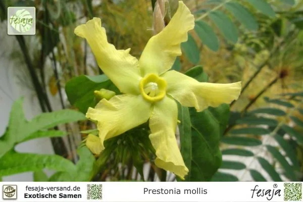 Babeiro, Seestern-Wein, Prestonia mollis