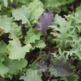 Babykale – Federkohl / Grünkohl