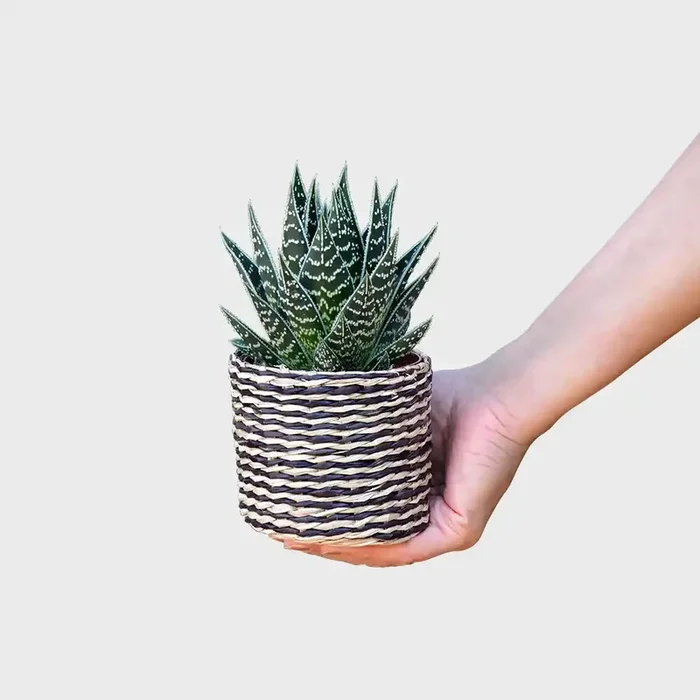 Babypflanze Aloe Tiki Tahi