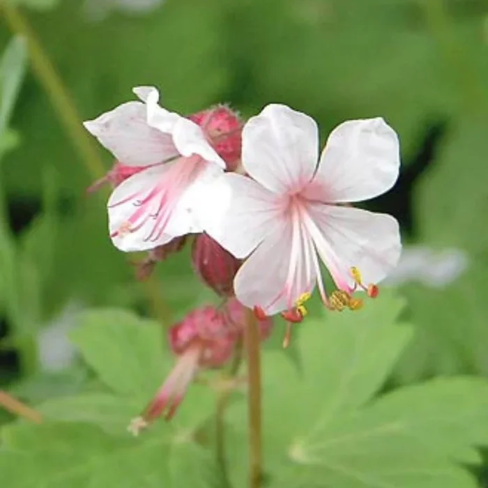 Balkan-Storchschnabel ‚Spessart‘