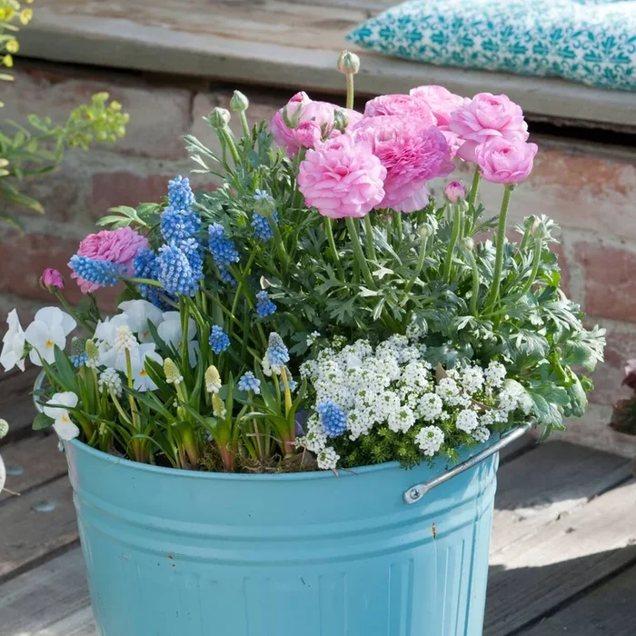 Balkonblumen „Charmante Frühlingsblumen“, 7 Pflanzen