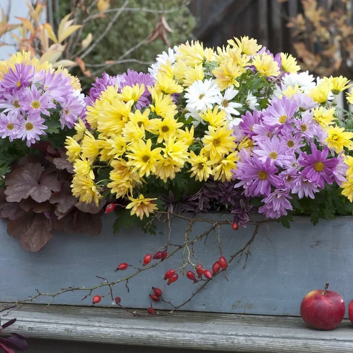 Balkonblumen „Chrysanthemen-Traum“, 6 Pflanzen