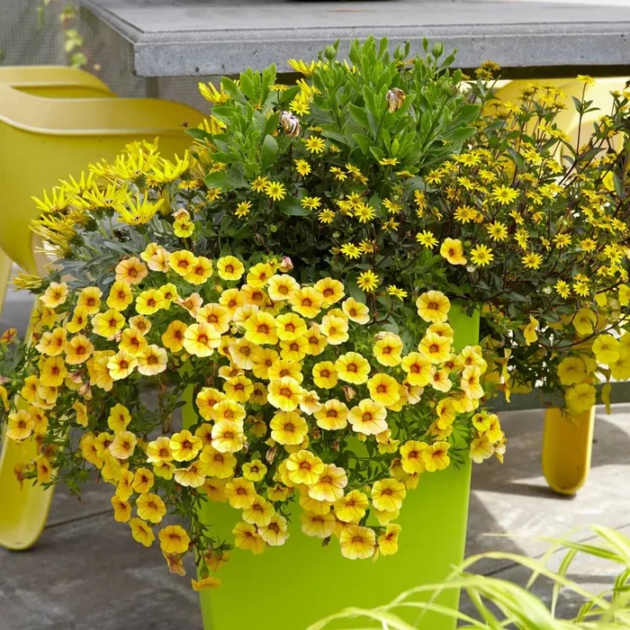 Balkonblumen „Gelbes Sommerbeet“, 6 Pflanzen