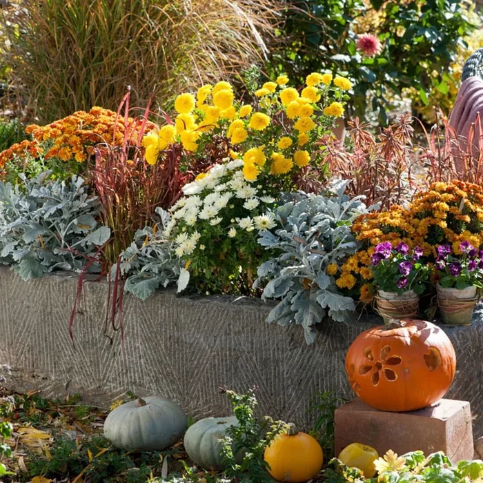 Balkonblumen „Herbstliches Farbenspiel“, 9 Pflanzen