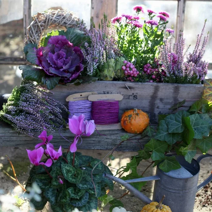 Balkonblumen „Herbstvielfalt“, 9 Pflanzen