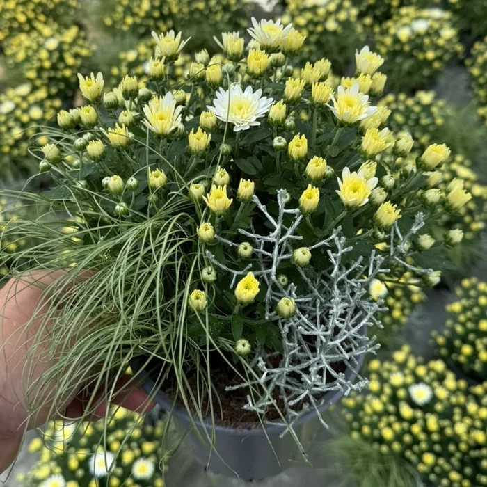 Balkonblumen „Weißer Herbstmix“