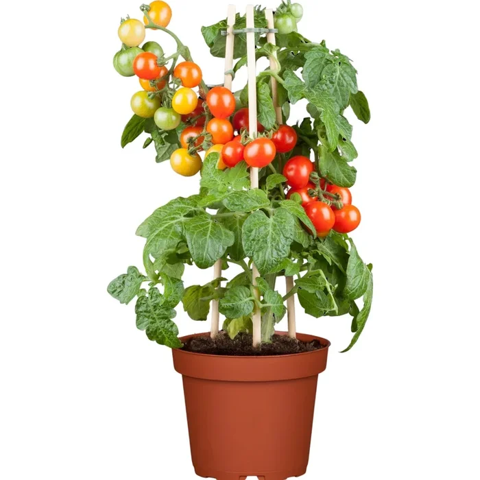 Balkontomate ‚Veranda Red‘, F1