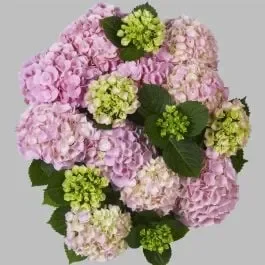 Ball-Hortensie (Hydrangea macrophylla) Pink Sensation®