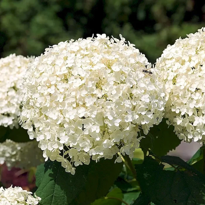 Ballhortensie Annabelle